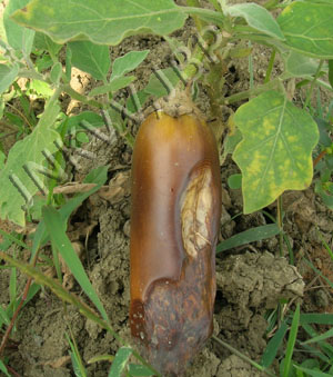 Featured Merchandise