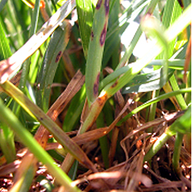 The Distinction Between Dietary supplements And Drugs