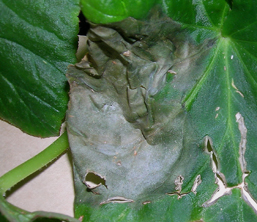 Tooth Braces Pretend